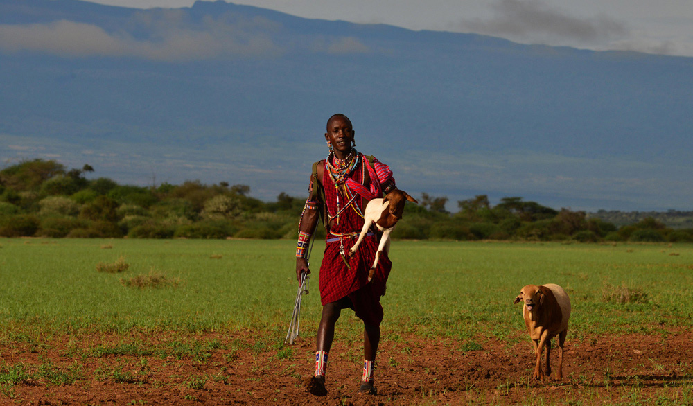 Box_2-Shepherding