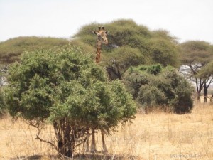 Giraffe browsing on a small tree pokes his head up to check out the Lion Guardians