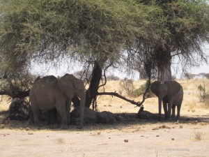 Too hot to even stand up, elephants rest in the shade of a tree