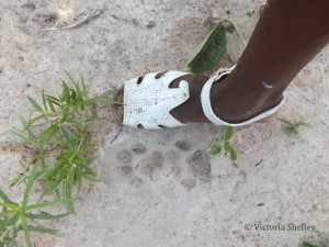 Leopard tracks