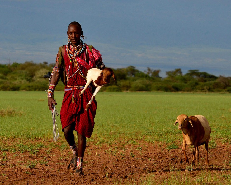 Finding Lost Herders & Livestock