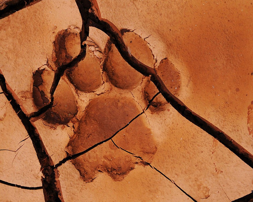 Tracking Lions
